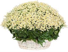 Цветочная композиция из Ромашки в корзине #REPLACE_PRED# Лобаново Тульская область